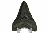 Serrated, Fossil Megalodon Tooth - South Carolina #145539-2